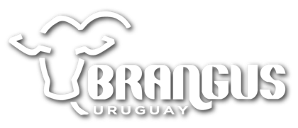 Brangus Uruguay