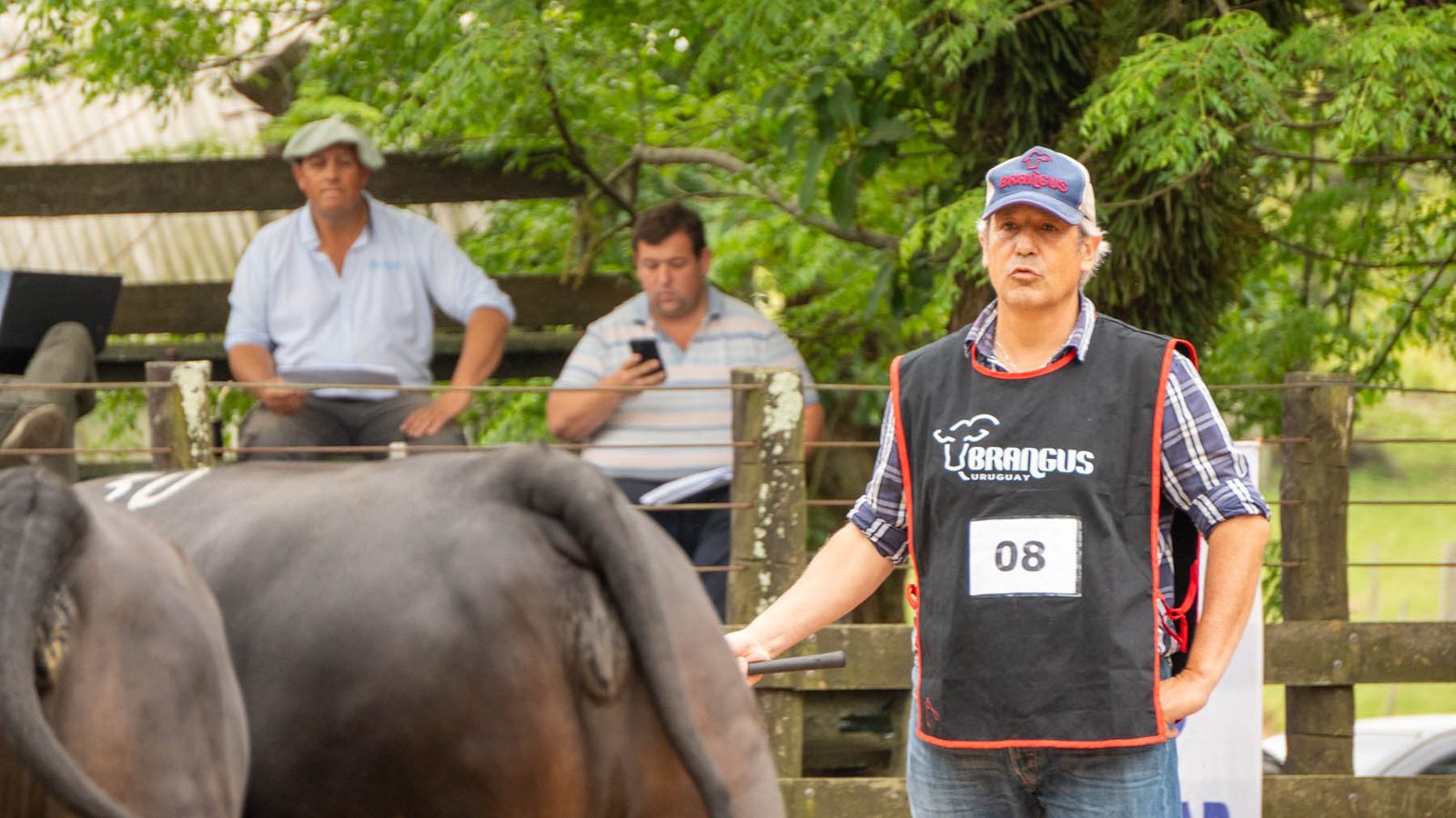 Éxito total en la Expo Nacional Brangus 2024 en Tacuarembó