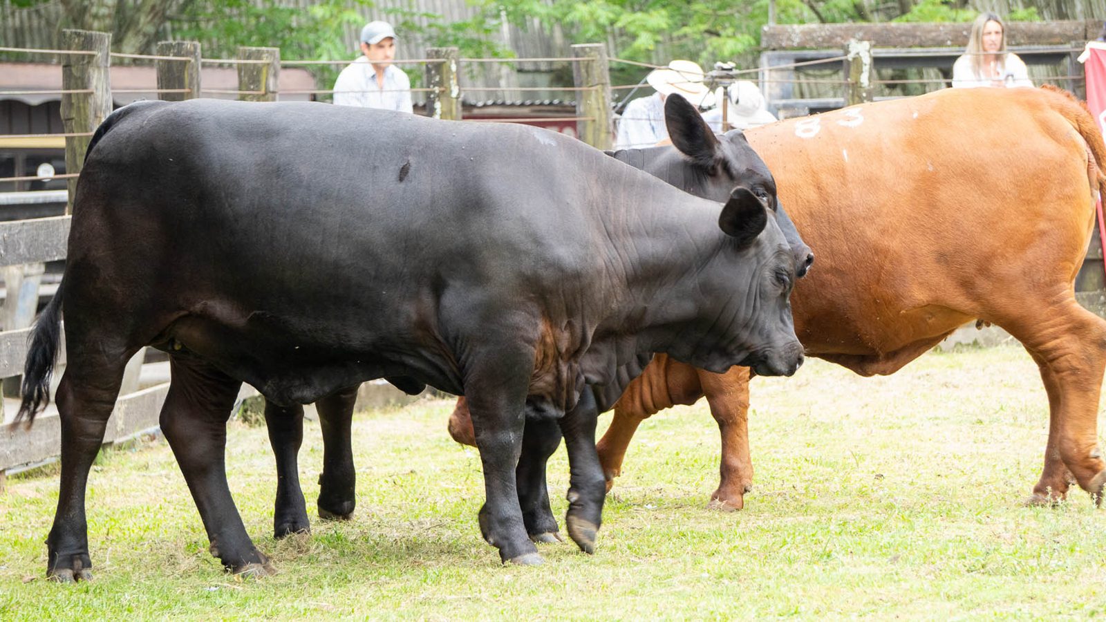 Éxito total en la Expo Nacional Brangus 2024 en Tacuarembó