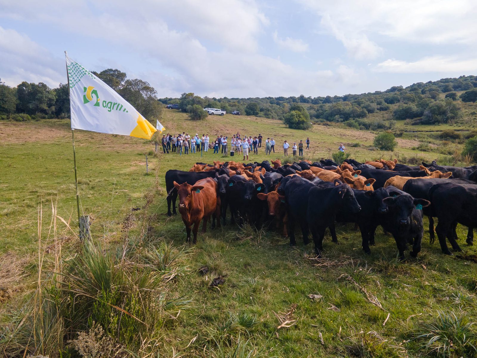 Gira Brangus 2025: genética, campo y camaradería